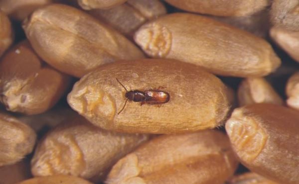Полезные насекомые вместо фосфина помогут защитить зерно на хранении