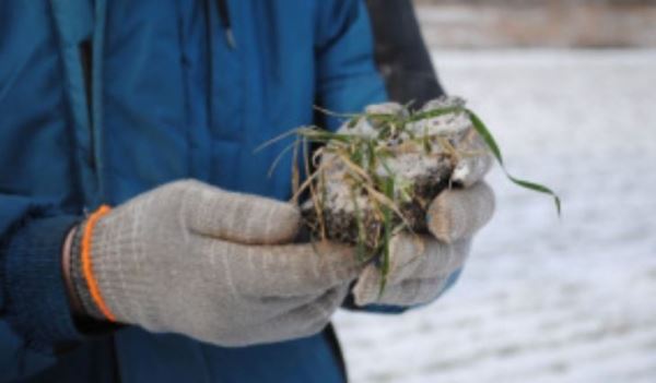 Как проходит зимовка озимой пшеницы в Липецкой области