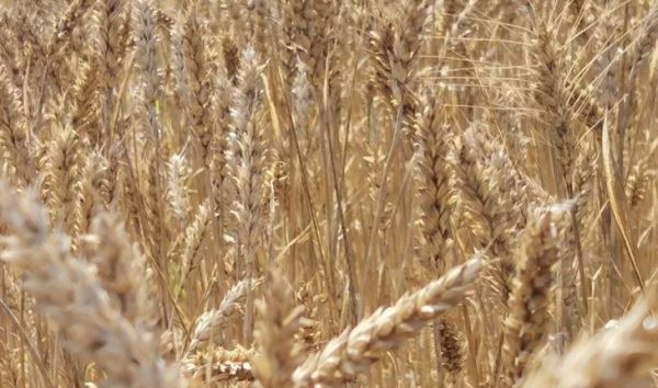 Борьба с септориозом пшеницы – что нового