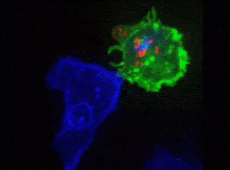 Биологи открыли новый механизм активации Т-киллеров при ответе на опухолевые клетки