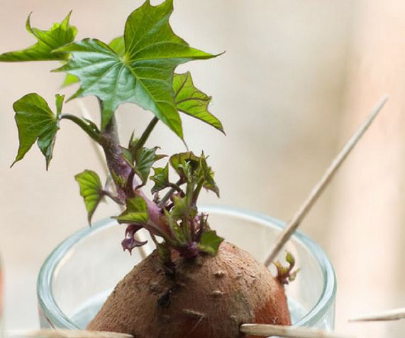 Как выращивать батат на огороде – советы для желающих поэкспериментировать со сладким картофелем