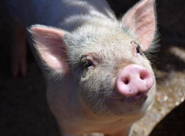 Поголовье свиней на российских свинокомплексах за год увеличилось на 1 млн голов