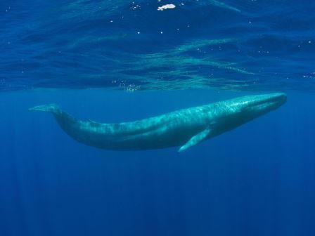 Молекулярная эволюция генов превратила китообразных в гигантов