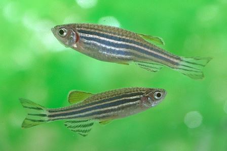 Отсутствие естественного магнитного поля вызывает аномалии развития эмбрионов рыб