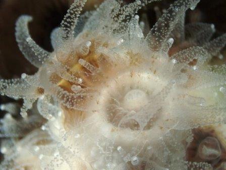 У впадающего в спячку коралла меняется состав микроскопических симбионтов