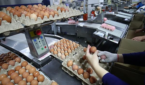 В 2022 году в Волгоградской области произвели 835 млн штук яиц