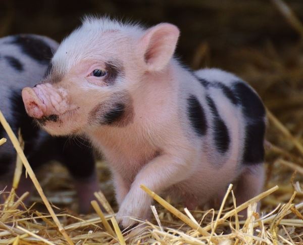 За 2022 год поголовье свиней в Ивановской области увеличилось в 1,7 раза