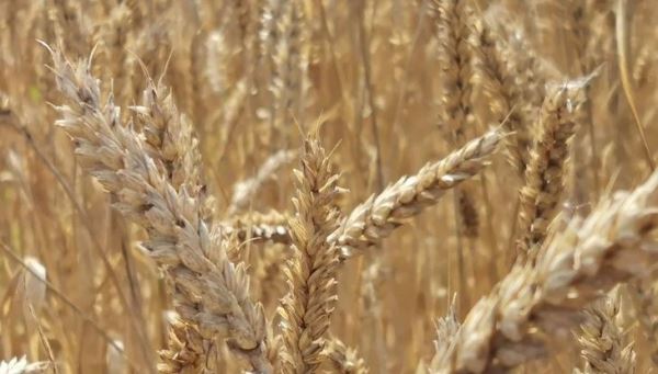Отдачу от инвестиций в исследования болезней пшеницы подсчитали ученые