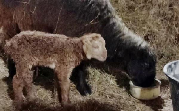 В Томском районе начали разводить овец эдильбаевской породы