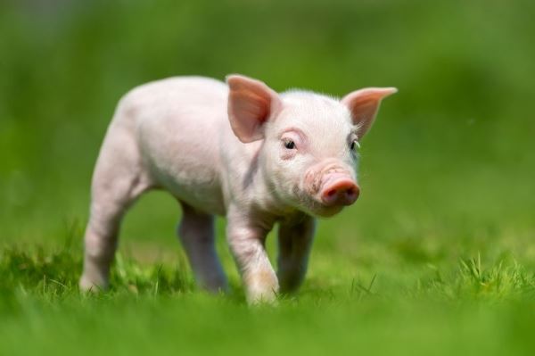 В Тверской области в 2022 году поголовье свиней увеличилось на 64,7%