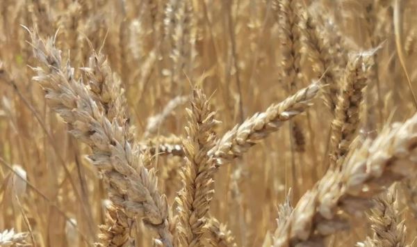Зачем колосу пшеницы нужны ости и их роль в здоровье культуры