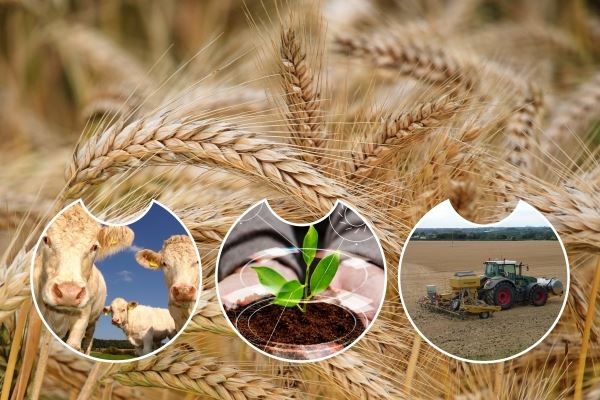 Рост производства в сельском хозяйстве РФ в 2022 году превысил 10% 