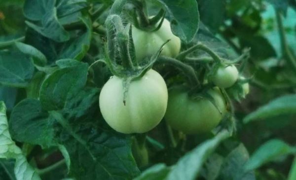 Чем обрабатывать тепличные томаты против альтернариоза