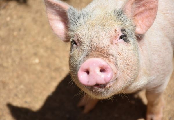 В 2022 году Орловская область вошла в топ-5 производителей свиней в ЦФО