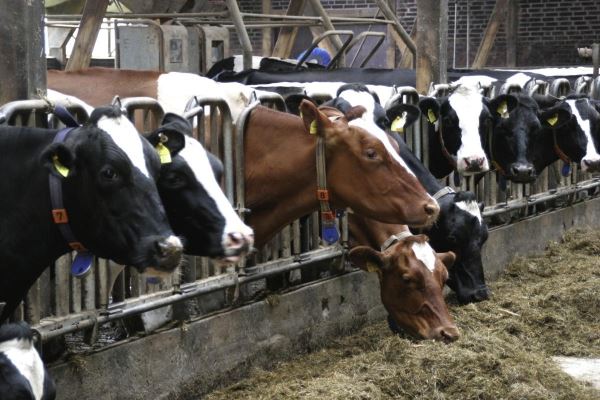 Стадо коров в Калужской области в 2022 году увеличилось на 4,7%