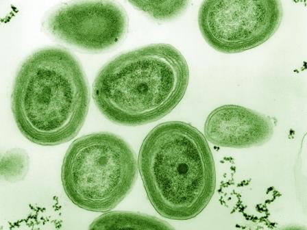 Биологи открыли новый класс мобильных генетических элементов у бактерий