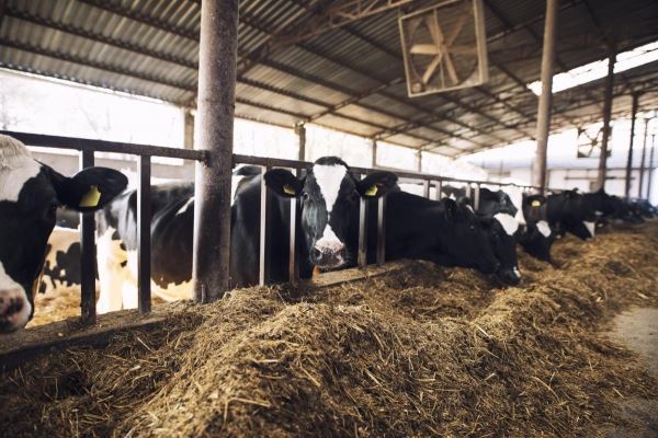 Аграрии Пензенской области увеличили выпуск скота и птицы на убой и яиц
