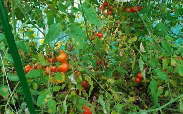 Красный томатный паутинный клещ