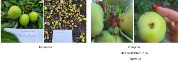 Корморан® против яблонной плодожорки и тли: блокбастер в саду с золотыми яблоками