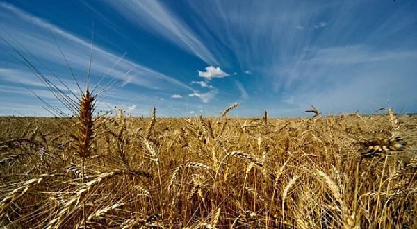 Минсельхоз Польши предложил использовать антикризисный резерв Евросоюза для экспорта зерна с Украины