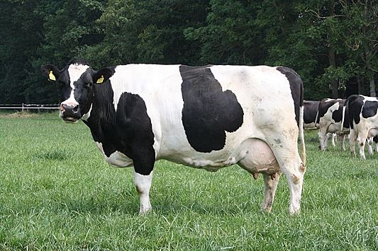 В Китае впервые клонировали голштинскую корову