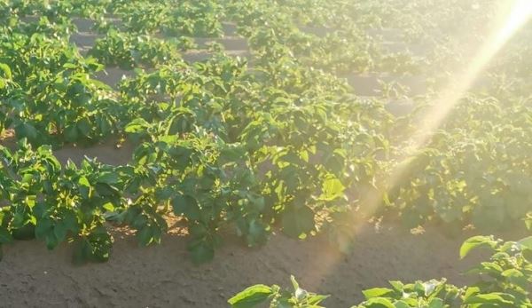 Чем регенеративное выращивание картофеля отличается от обычной практики