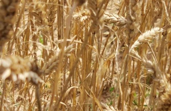 Вирус полосатой мозаики пшеницы и как предсказать риск его появления в сезоне