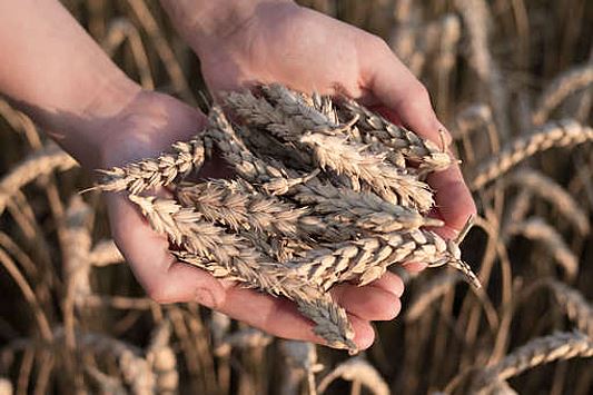 Еврокомиссар Войцеховский: импорт пшеницы с Украины в ЕС в 2022 году вырос в 10 раз