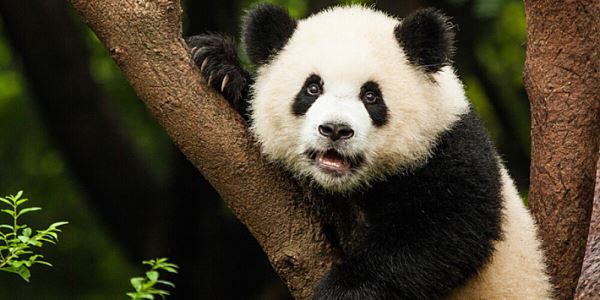 Скандал вокруг подаренных Китаем панд разгорелся в Финляндии