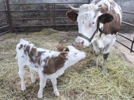 У первой в России клонированной коровы родился теленок