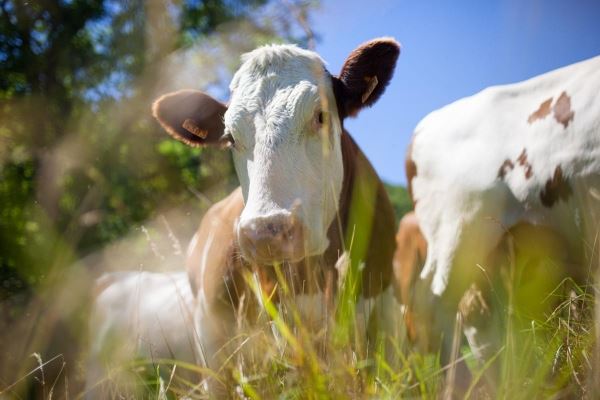 В 2022 году производство скота и птицы на убой в смоленских сельхозорганизациях выросло на 26% 