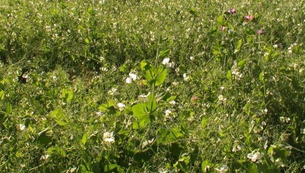 ADAMA укрепляет свои позиции на глобальном рынке малотоксичных гербицидов для зернобобовых
