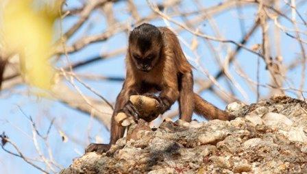 Открыты обезьяны, умеющие изготавливать каменные орудия труда